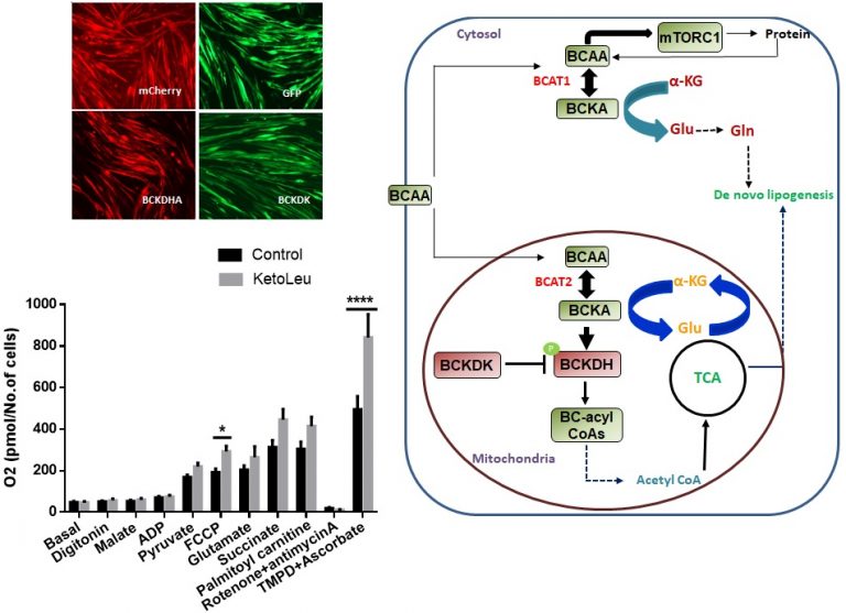 Effect of BCAA and BCKA on Energy Metabolism Nutrient Signaling